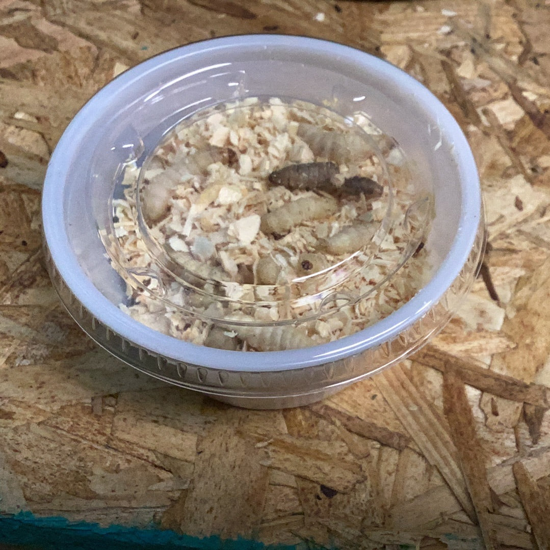 WAX WORMS